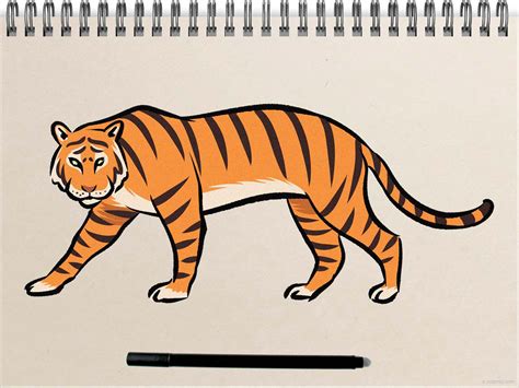 How To Draw Tiger .